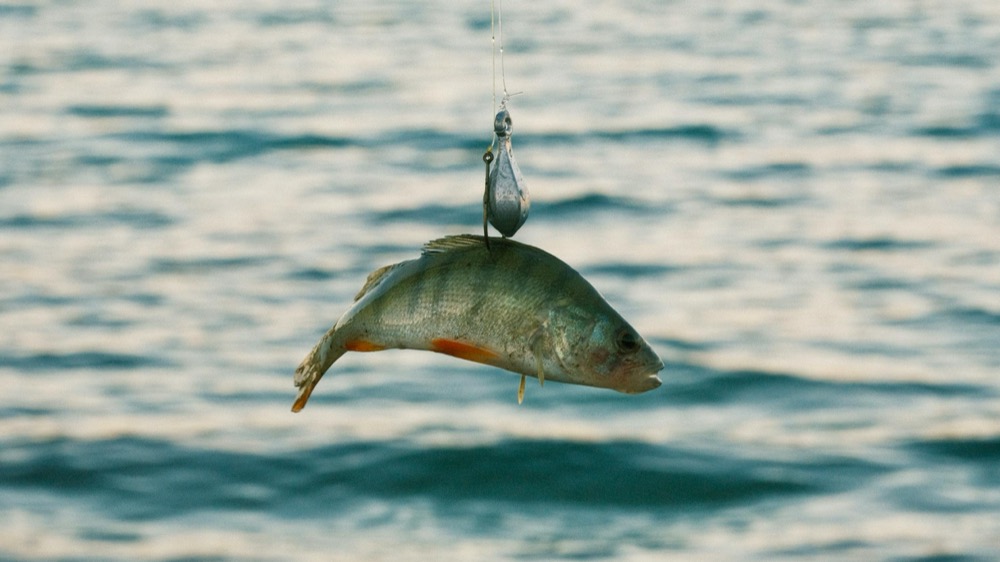 Best Seasons for Kite Fishing in Miami