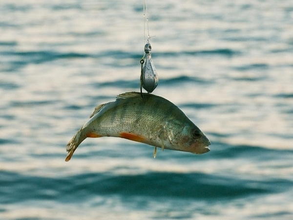 Best Seasons for Kite Fishing in Miami