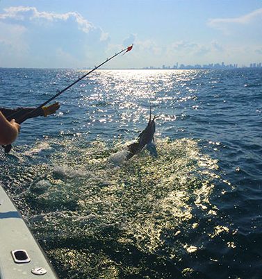 Sailfish fishing Miami