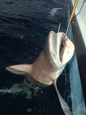 Miami Shark Fishing Charters