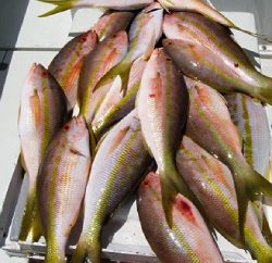 Miami Snapper Fishing