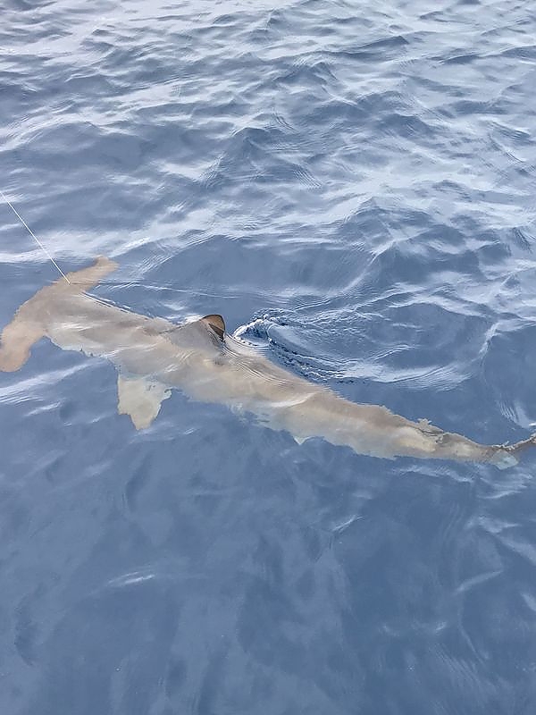 Shark Fishing